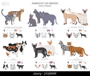 Les races de chats domestiques et hybrides collection isolated on white. Style plat. Autre couleur et pays d'origine. Vector illustration Illustration de Vecteur