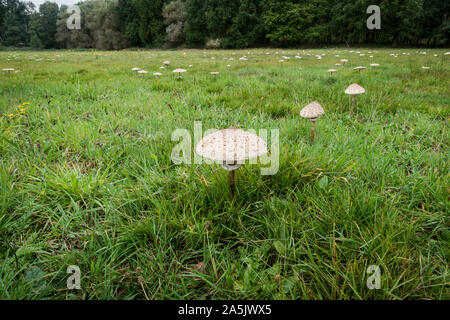 Pré Vert avec parasol, champignons comestibles (Macrolepiota procera), Pays-Bas. Banque D'Images