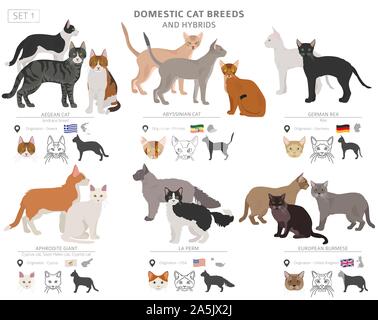 Les races de chats domestiques et hybrides collection isolated on white. Style plat. Autre couleur et pays d'origine. Vector illustration Illustration de Vecteur