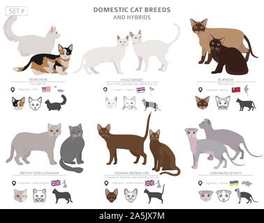 Chat De Race De Munchkin Ou De Saucisse Image Vectorielle Stock Alamy