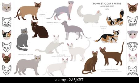 Chat De Race De Munchkin Ou De Saucisse Image Vectorielle Stock Alamy