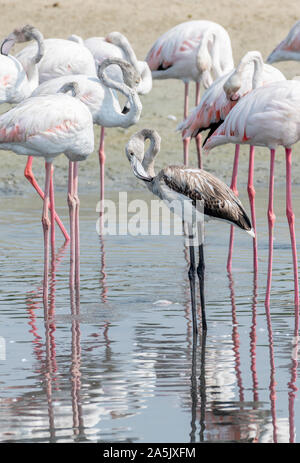 Les plus grands flamants dans une zone humide, Banque D'Images