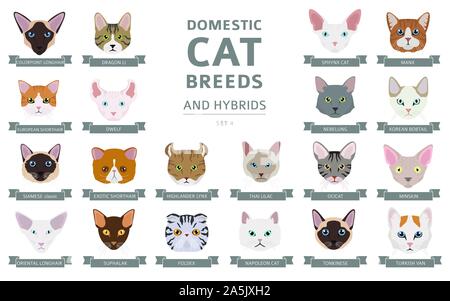 Les races de chats domestiques et hybrides portraits collection isolated on white. Couleur plate style la tête du chat. Vector illustration Illustration de Vecteur