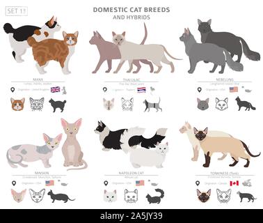 Les races de chats domestiques et hybrides collection isolated on white. Style plat. Autre couleur et pays d'origine. Vector illustration Illustration de Vecteur