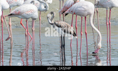 Les plus grands flamants dans les zones humides o Banque D'Images