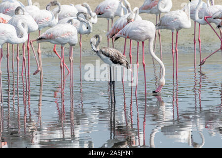 Les plus grands Flamingos dans une zone humide Banque D'Images