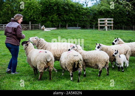 Woman feeding Kerry Hill sur une ferme de moutons pâturage. Banque D'Images