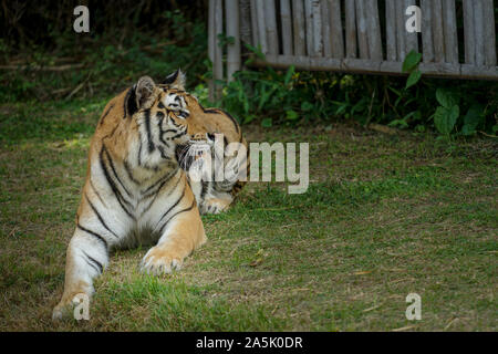 Une forte et féroce tigre asiatique regardant sa proie. Tigres asiatiques y compris les grands félins carnivores sont protégés car sa population dans le monde en a Banque D'Images