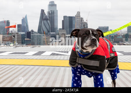 Londres, Royaume-Uni. 21 Oct 2019. Le Dodger rencontre l'équipage de chien de thérapie de London's Air Ambulance au Royal London Hospital alors que propriétaire et auteur Karen Gee étudie de nouvelles book Crédit : Ricci Fothergill/Alamy Live News Banque D'Images