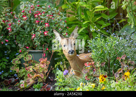 Deer in Garden Banque D'Images