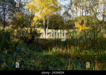 Le pâturage poney Exmoor à bord d'étang en automne Sunshine Banque D'Images