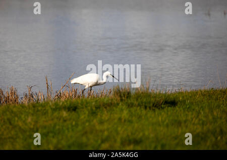 L'aigrette garzette chasse à la réserve RSPB Saltholme Banque D'Images