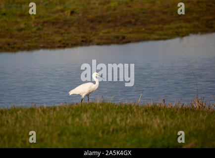 L'aigrette garzette chasse à la réserve RSPB Saltholme Banque D'Images