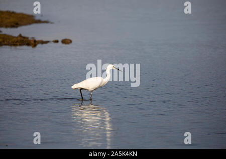 L'aigrette garzette chasse à la réserve RSPB Saltholme Banque D'Images