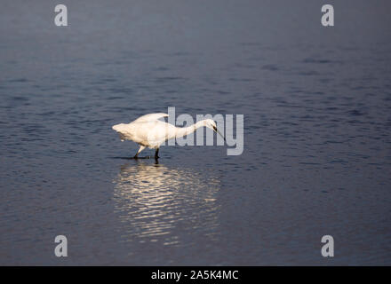 L'aigrette garzette chasse à la réserve RSPB Saltholme Banque D'Images