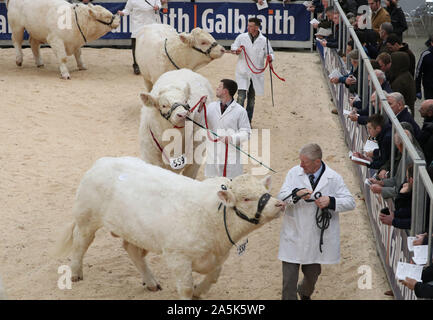 Taureaux Charolais sont exhibés dans le ring d'exposition à la vente de bull à Stirling Stirling Centre agricole. PA Photo. Photo date : lundi 21 octobre, 2019. Voir les animaux histoire PA Les taureaux. Crédit photo doit se lire : Andrew Milligan/PA Wire Banque D'Images