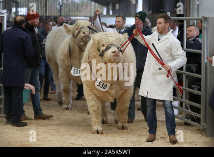 Taureaux Charolais sont exhibés dans le ring d'exposition à la vente de bull à Stirling Stirling Centre agricole. PA Photo. Photo date : lundi 21 octobre, 2019. Voir les animaux histoire PA Les taureaux. Crédit photo doit se lire : Andrew Milligan/PA Wire Banque D'Images