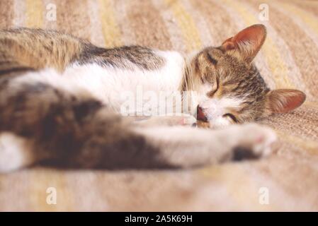 Tabby cat sleeping on bed. Worm's eye, low angle view. Banque D'Images