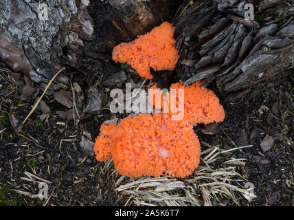 Myxomycète, framboise, Tubifera ferruginosa poussant sur le bois mort. Banque D'Images