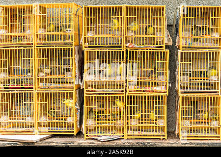 Les oiseaux chanteurs chinois dans des cages en bambou en vente à l'Yuen Po Street Bird Garden à Mong Kok, Kowloon, Hong Kong. Banque D'Images