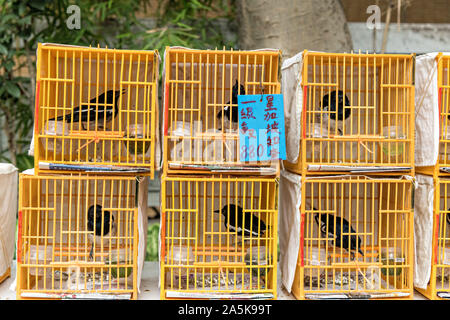 Les oiseaux chanteurs traditionnels chinois dans des cages en bambou en vente à l'Yuen Po Street Bird Garden à Mong Kok, Kowloon, Hong Kong. Banque D'Images