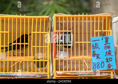 Les oiseaux chanteurs traditionnels chinois dans des cages en bambou en vente à l'Yuen Po Street Bird Garden à Mong Kok, Kowloon, Hong Kong. Banque D'Images