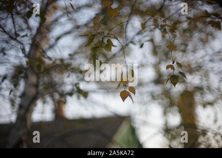 Automne bouleau, libre de branches avec des feuilles d'or et vert. Banque D'Images
