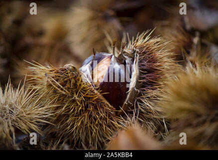 Sweet chestnut coquilles, Close up châtaignes sur sol de la forêt. L'Espagne. Banque D'Images