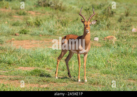 Portrait de l'Impala (Aepyceros melampus), Madikwe Game Reserve, Afrique du Sud. Banque D'Images