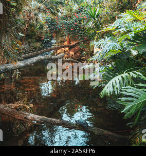 Dans le ruisseau qui coule dans la forêt tropicale du parc couvert l'Orchideeën Hoeve aux Pays-Bas Banque D'Images