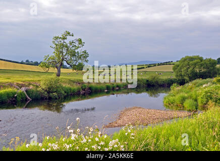 Rivière Eden, Great Ormside en été Banque D'Images