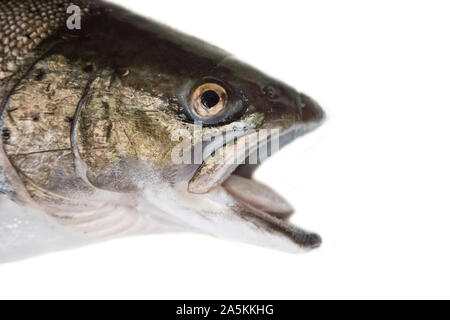 Portrait de tête de poisson. Un hybride du saumon atlantique (Salmo salar) et la truite de mer (Salmo trutta), clipping sur la queue plus faibles, comme la truite. Golfe de Finlan Banque D'Images