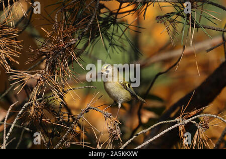 Oiseau sur branche, Goldcrest (Regulus regulus), un petit oiseau avec une bande jaune sur la tête Banque D'Images