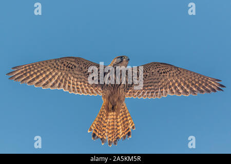 Faucon crécerelle (Falco tinnunculus) en vol Banque D'Images