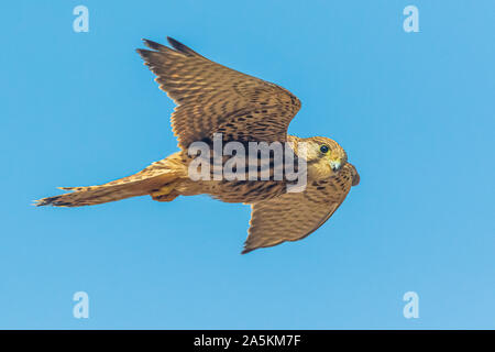 Faucon crécerelle (Falco tinnunculus) en vol stationnaire Banque D'Images