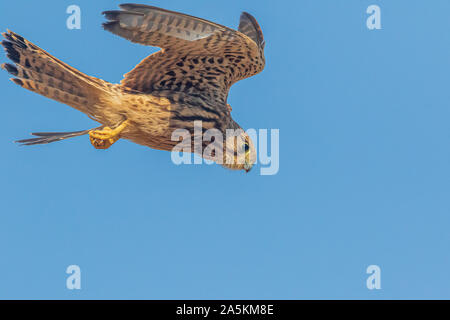 Faucon crécerelle (Falco tinnunculus) en vol stationnaire Banque D'Images