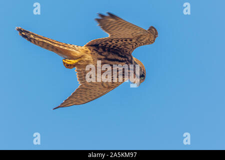 Faucon crécerelle (Falco tinnunculus) en vol stationnaire Banque D'Images