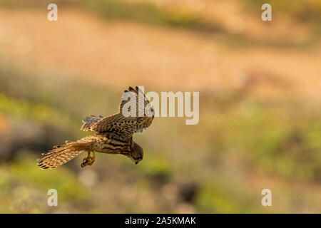 Faucon crécerelle (Falco tinnunculus) en vol stationnaire Banque D'Images