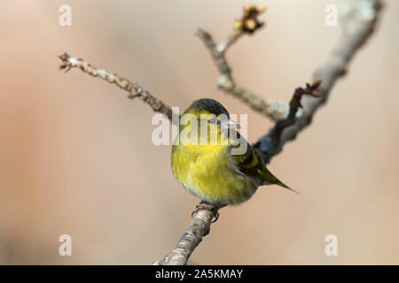 Eurasian siskin tarin des pins / européenne / common tarin (Spinus spinus) mâle en plumage nuptial perché sur l'arbre dans la direction générale Banque D'Images