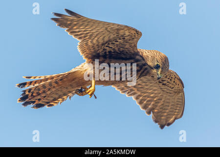 Faucon crécerelle (Falco tinnunculus) manger en vol Banque D'Images