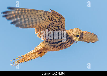 Faucon crécerelle (Falco tinnunculus) en vol stationnaire Banque D'Images