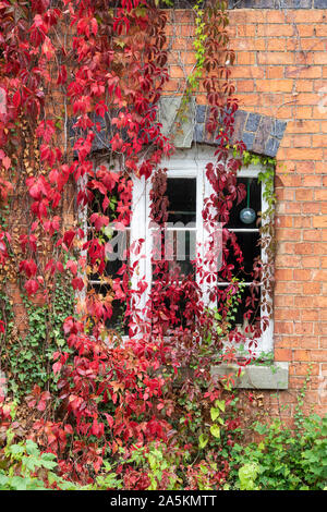 Parthenocissus quinquefolia. Virginia creeper / ivy américain portant sur une maison en brique rouge dans le Burmington, Warwickshire, UK Banque D'Images