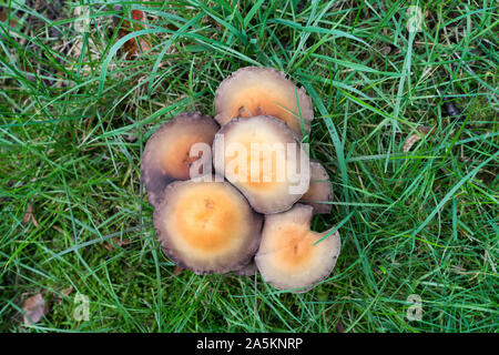 Hypholoma capnoides, Germany, Europe Banque D'Images
