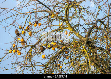 En janvier, les pommes Oberweser Weser, Hautes terres, Weserbergland, Hesse, Allemagne Banque D'Images