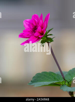 Une fleur rose avec une longue tige et feuilles vertes. Banque D'Images