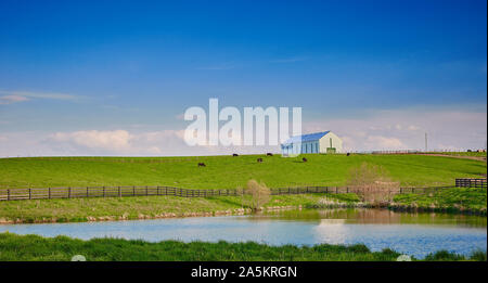 Vaches qui paissent sur colline avec grange. Banque D'Images