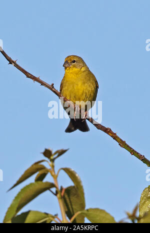 Jaune Prairie-finch (Sicalis lureola luteiventris) mâle adulte, perché sur twig Puerto Montt, Chili Janvier Banque D'Images