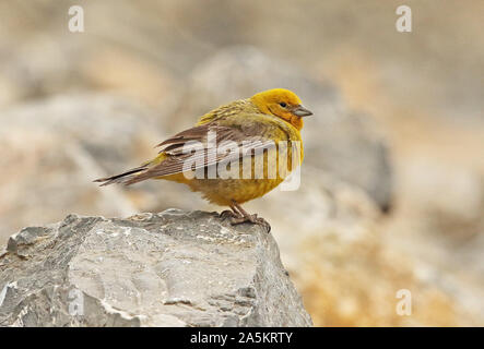 Plus de Yellow-finch (Sicalis auriventris) mâle adulte, perché sur le roc Farellones, Chili Janvier Banque D'Images