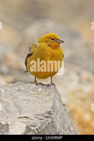 Plus de Yellow-finch (Sicalis auriventris) mâle adulte, perché sur le roc Farellones, Chili Janvier Banque D'Images