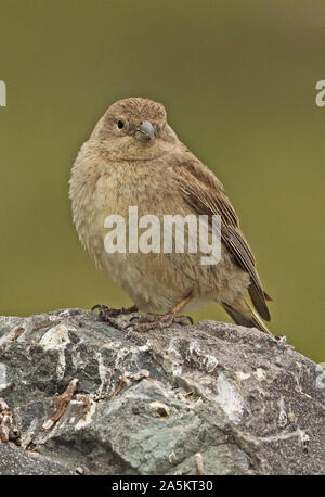 Plus de Yellow-finch (Sicalis auriventris immatures) perché sur rock El Yeso valley, Chili Janvier Banque D'Images